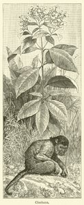 Cinchona (grabado)