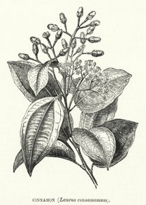 Canela, Laurus cinnamomum