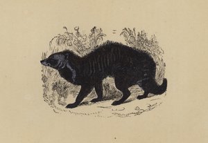 Civet (litografía en color) de English School