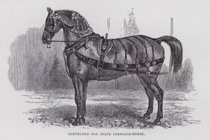 Caballo de carruaje Cleveland Bay (grabado) de English School