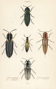Escarabajo click: Elater de faro, Pyrophorus noctilucus 1, Chalcolepidius porcatus 2, escarabajo click alineado, Agriotes lineatus 3, Elater suturalis 4, y Semiotus distinctus 5 de English School