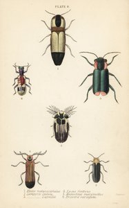 Escarabajos click: Melanoxanthus melanocephalus 1, Luciola italica 2, Lampyris latreillii 3, Lycus festivus 4, escarabajo de flores de alas blandas, Clanoptilus marginellus 5, y Priocera variergata 6 de English School