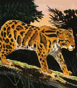 Leopardo nublado de English School