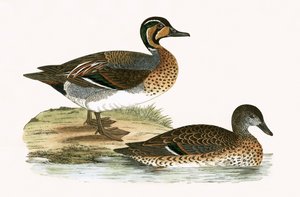 Pato Teal, ilustración de 
