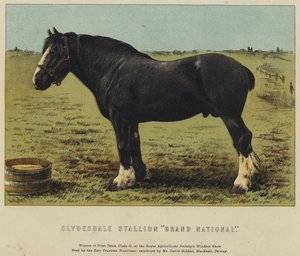 Semental de Clydesdale "Gran Nacional"