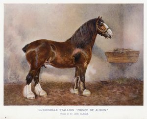 Semental Clydesdale "Príncipe de Albion"