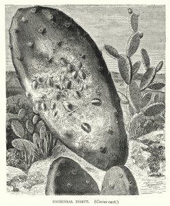 Insecto cochinilla, Coccus cacti de English School