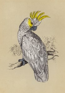 Cacatúa