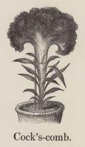 Peine del gallo (grabado)