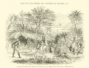 Plantación de café en Brasil