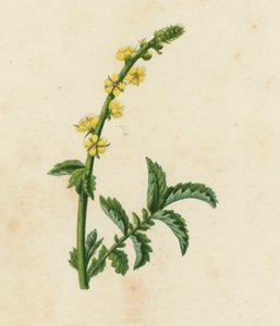 Agrimonia común, Agrimonia eupatoria (litografía en color)