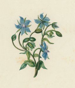Borraja común, Borago Officinalis