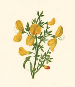 Retama común, Cytisus Scoparius de English School