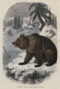 Oso pardo común, Ursus Arctos de English School