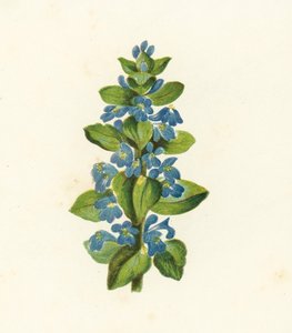 Corneta común, Ajuga Reptans (litografía en color) de English School