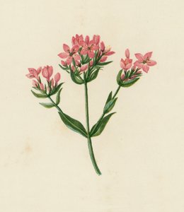 Centaura común, Erythraea Centaurium (litografía en color) de English School
