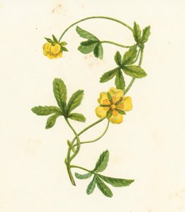 Potentilla Reptans (litografía en color) de English School