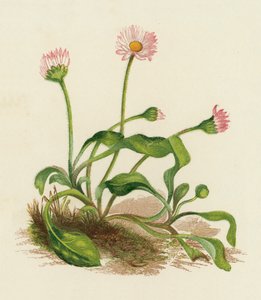 Margarita común, Bellis Perennis (litografía en color) de English School