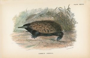 Equidna común de English School