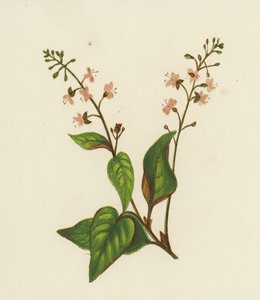 Hierba de San Juan, Circaea Lutetiana de English School