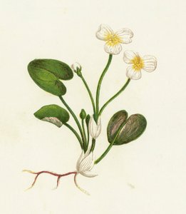 Ranúnculo de agua común, Hydrocharis Morsus-Ranae de English School