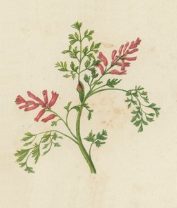 Fumaria común, Fumaria Officinalis (litografía en color)
