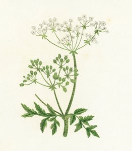 Cicuta Común, Conium Maculatum de English School