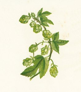 Lúpulo común, Humulus Lupulus de English School