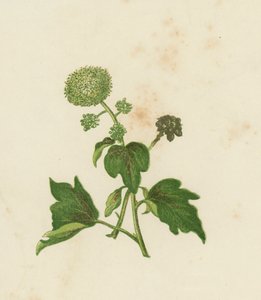 Hiedra común, Hedera Helix
