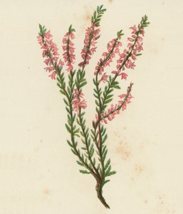 Calluna vulgaris (litografía en color) de English School