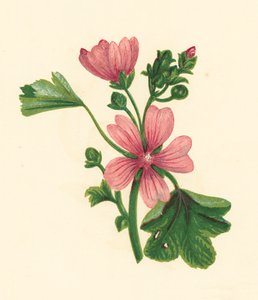 Malva común, Malva Sylvestris (litografía en color) de English School