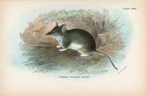 Ratón marsupial común de English School