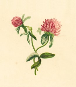 Trébol Púrpura Común, Trifolium Pratense de English School