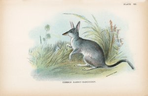Bandicut Conejo Común de English School