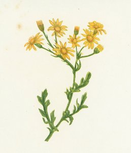 Hierba de Santiago, Senecio Jacobaea