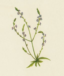 Verbena Officinalis (litografía en color) de English School