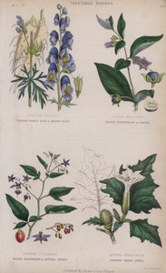 Acónito común o capucha de monje; Belladona mortal o dwale; Solano leñoso o amargo dulce; Estramonio común de English School