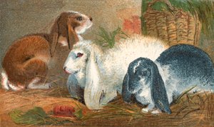 Conejo marrón común, conejo angora blanco y conejo de orejas largas blanco y negro