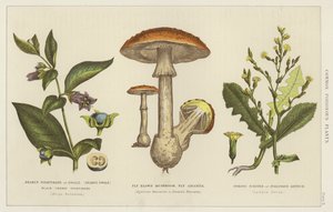 Plantas venenosas comunes (grabado)