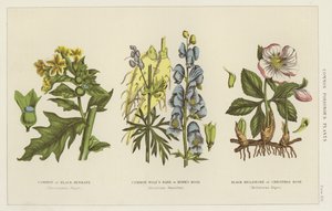 Plantas venenosas comunes (grabado)