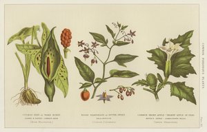Plantas venenosas comunes (grabado) de English School