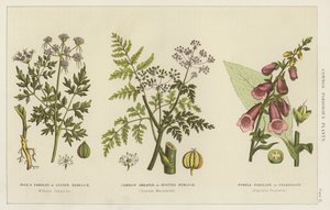 Plantas venenosas comunes (grabado)