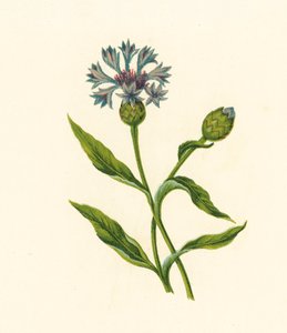 Corn Blue-Bottle, Centaurea Cyanus (litografía en color) de English School