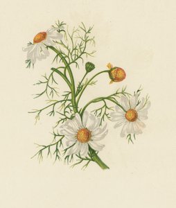 Margarita de los prados, Pyrethrum Inodorum