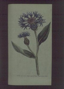 Centaurea montana, lámina 77 del 