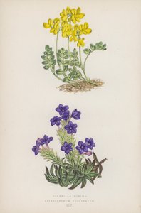 Coronilla Minima; Lithospermum Prostratum (litografía en color)