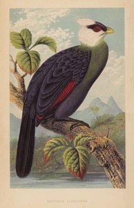 Corythaix Leucolopha (litho) de English School