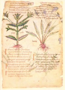 Cotton Vitellius C.III fol.30 Ilustraciones de Wulfes Camb y Henep, de 