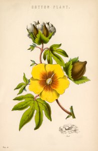 Planta de algodón