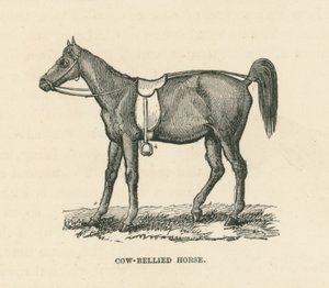 Caballo panza de vaca (grabado) de English School